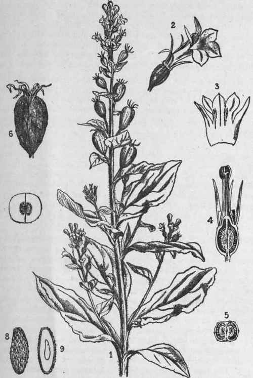 Fig. 107.   Lobelia inflata. 1, upper part of a plant; 2, flower; 3, corolla; 4, flower, cut vertically; 5, ovary, cut transversely; 6, ripe fruit; 7, the same, cut transversely; 8, seed; 9, the same cut longitudinally; 1, slightly reduced; 2 7, enlarged. 8, 9, highly magnified. (Bentley and Trimen.)