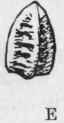 Fig. 110. Euphorbia pilulifera. A, flowering top;