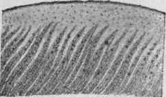 Fig. 121.   Simaruba bark. Transverse section. Magnified. (Berg.)