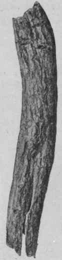 Fig. 122.   Euony mus root bark. Natural size.
