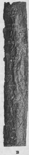 Fig. 124.   Alder Buckthorn bark. A, young, B, older bark. Natural size.