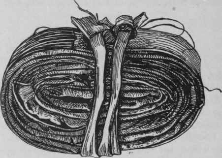 Fig. 138.   Mezereon bark. Slightly reduced.