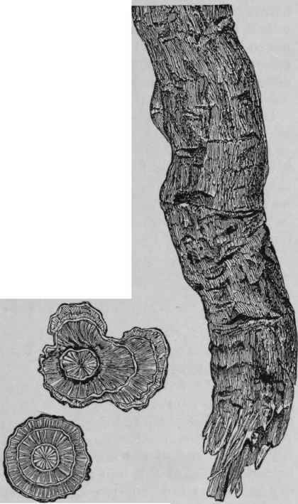 Fig. 151. True Pareira Brava. Portion of a root, and transverse sections. (Bentley, after Hanbury.)