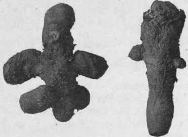 Fig. 155.   Bloodroot. Natural size.