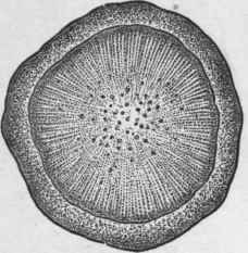 Fig. 159. Marshmallow root. Transverse section. Magnified. (Moeller.)