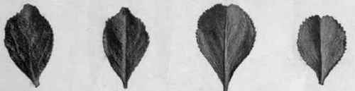 Fig. 16.   Buchu leaves (B. betulina), showing the shape, margin, and recurved apex. Natural size.