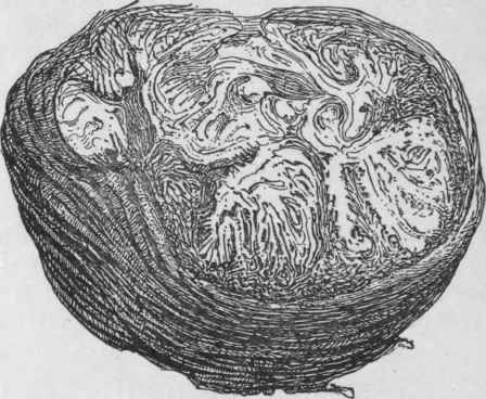 Fig. 164. Sumbul root. Slightly reduced. {Pharmaceutical Journal.)