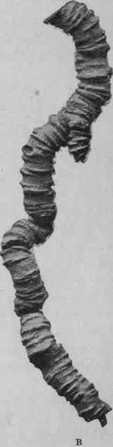 Fig. 165.   A, Brazilian Ipecacuanha (P. Ipecacuanha) cultivated in Selangor. B, Cartagena Ipecacuanha. Large specimens. Natural size.