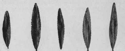 Fig. 17.   Buchu leaves (B. serratifolia). Natural size.