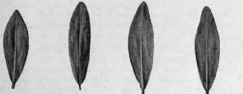 Fig. 18.   Buchu leaves (B. crenulata). Natural size.