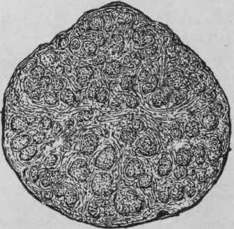 Fig. 182. Scammony root. Transverse section. (Pharmaceutical Journal.)