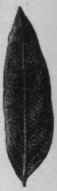 Fig. 20. Alexandrian Senna leaves. Natural size.