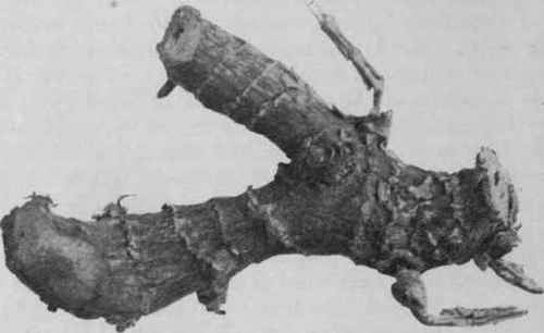 Fig. 203. Galangal root. Natural size.