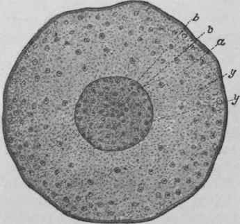 Fig. 204. Galangal rhizome. Transverse