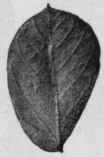 Fig. 21. Obovate Senna leaves (C. obovata). Natural size.