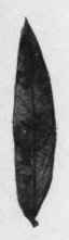 Fig. 23. Arabian Senna leaves. Natural size.