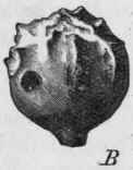 Fig. 232. Galls. A, showing interior; B, exterior, both with hole bored by the insect. (Vogl.)