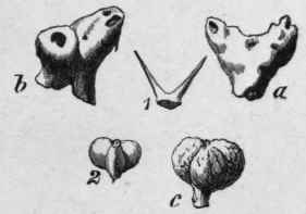 Fig. 238. Euphorbium. 1, pair of stipules; a, and b, stipules covered with gum resin; 2, fruit; c, fruit covered with gum resin. Natural size. (Vogl.)