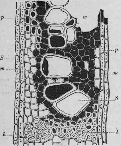 Fig. 241. Araroba. Portion of a transverse section of the wood of Andira Araroba, near to a cavity filled with araroba. S, vessels; l, wood fibres; p,wood parenchyma; m, medullary rays. Nearly all the elements contain a dark substance, which in the upper part forms a dense mass, x (omitted from the illustration). Magnified. (Vogl.)