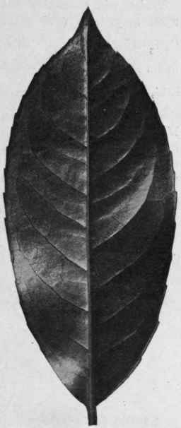 Fig. 25. Cherry laurel leaf. Under surface. Slightly reduced.