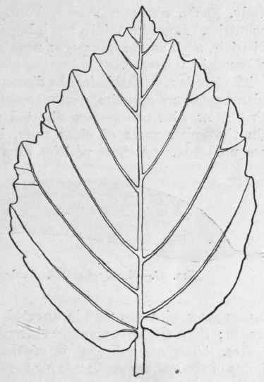Fig. 26.   Witch hazel leaf.