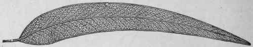 Fig. 27. Eucalyptus leaf. Reduced in size. (Maisch.)