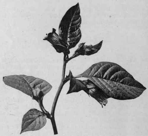 Fig. 30. Belladonna, showing leaves in unequal pairs. Reduced.