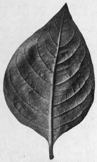 Fig. 31. Belladonna leaf. Under surface, showing the venation. Natural size.