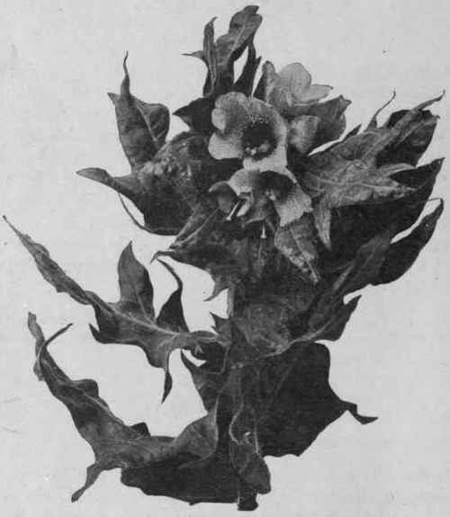 Fig. 33. Henbane (H. niger). Flowering top of a large second year's plant of biennial Henbane. Reduced.