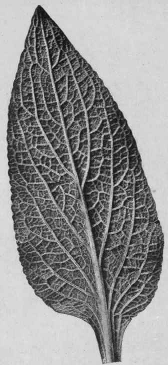 Fig. 35.   Foxglove leaf. Under surface, showing the lower veins decurrent in the petiole. About two thirds natural size.