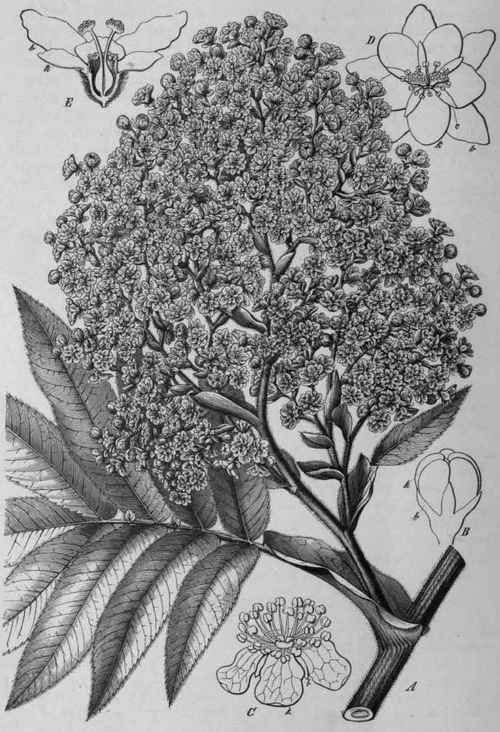 Fig. 37. Brayera anthelmintica. A, flowering branch, three fourths natural size (after Berg and Schmidt). B and C, staminate flower closed and open, magnified. D, pistillate flower, magnified. E, the same, cut longitudinally, magnified: b, outer, k, inner whorl of sepals; c, corolla. (Luerssen.)