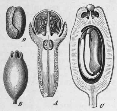 Fig. 38.   Clove (Eugenia caryophyllata).