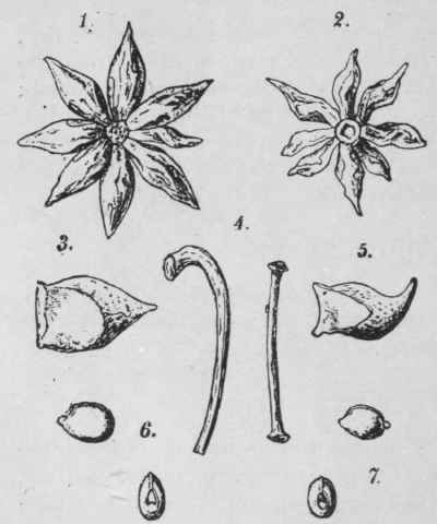 Fig. 48.   Fruits of [Illicium verum and 1. religiosum. 1, entire fruit of 1. verum; 3, a single carpel; 4, stalk (left); 6, seed; 2, entire fruit of 1. religiosum; 4, stalk (right); 5, single carpel; 7, seed. (Vogl.)