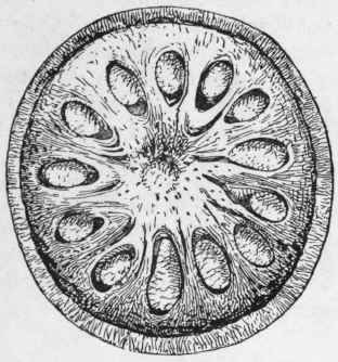 Fig. 52. Bael fruit. Transverse section of a small specimen. Natural size. (Holmes.)