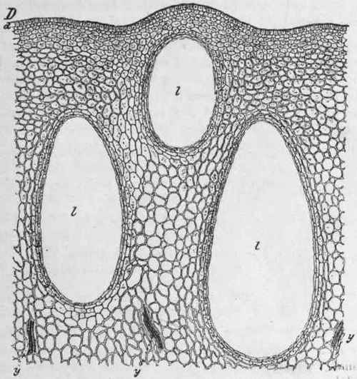 Fig. 53.   Orange peel. D, transverse section, enlarged 100 diam.; l, oil glands. (Berg.)