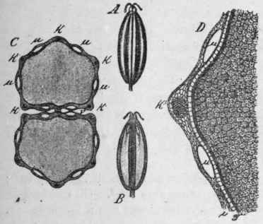 Fig. 59.   Caraway fruit. A, entire fruit, side view magnified 3 diam. B, longitudinal section, magnified 3 diam. C, transverse section: μ, vittae; k, ridges, magnified 14 diam. D, portion of the same, further enlarged; i, pericarp; T, seedcoat. (Berg.)