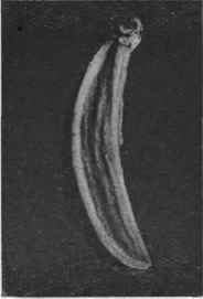 Fig. 60   Caraway fruit. Mericarp, magnified. 6 diam.