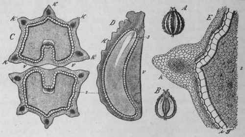 Fig. 61.   Hemlock fruit. A, side view of entire fruit. B, longitudinal section of the same, showing endosperm and embryo, magnified 3 diam. D, half of the same, further enlarged; 3, embryo. C, transverse section: v, commissural surface; k, ridges; 2, endosperm magnified 14 diam. E, portion of the same, further enlarged; i, pericarp; t, seed coat. (Berg.)