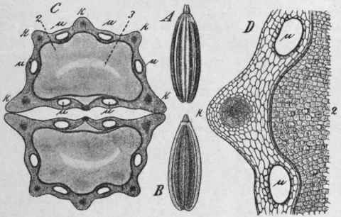 Fig. 63.   Fennel fruit. A, entire fruit, side view, magnified 3 diam. B, half fruit, showing commissural surface, magnified 3 diam. C, transverse section; μ, vittae; k, ridges; 2, endosperm; 3, embryo; magnified 14 diam. D, portion of the same, further enlarged. (Berg.)