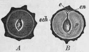 Fig. 75. Black Pepper. A, transverse section. B, longitudinal section, showing pericarp, sch; perisperm, p; endosperm, en; and embryo, e. Magnified. (Tschirch.)
