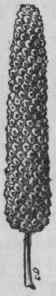 Fig. 76. Long Pepper. (Planchon and Collin.)