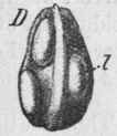 Fig. 77. Juniper berry. A, entire fruit, magnified 3 diam. B, transverse section of the same; k, seed. D, Seed, magnified 3 diam.; I, oil gland. (Berg.)