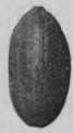 Fig. 79. Mysore Cardamoms. Natural size.