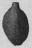 Fig. 81. Malabar Cardamoms. Natural size.