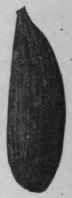 Fig. 83. Long wild native Cardamoms. Natural size.