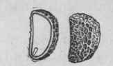 Fig. 84. Stavesacre seed, entire and cut longitudinally, showing embryo. Magnified 2 diam. (Maisch.)