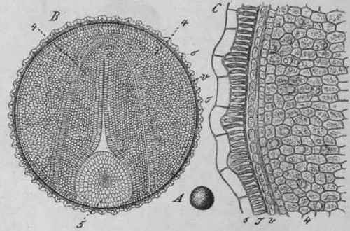 Fig. 85. Black Mustard seed. A, entire seed, magnified 3 diam. B, transverse section, magnified 65 diam.: 4, 4, the two cotyledons; 5, the radicle. C, portion of the same, further enlarged: o, epidermis containing mucilage. (Berg.)