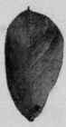 Microscopical Characters 30