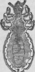 Fig. 23. Phtbirius capitis, or