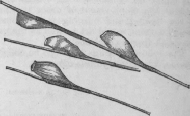 Fig. 24. Eggs of the phthirius capitis. (Anderson.)